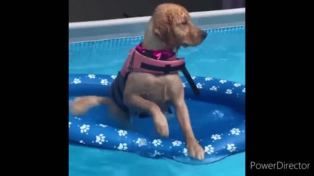 Cute & Funny Animals Videos 🐕🦺 Pets, Dogs & 🐱 Cats Compilation 2022