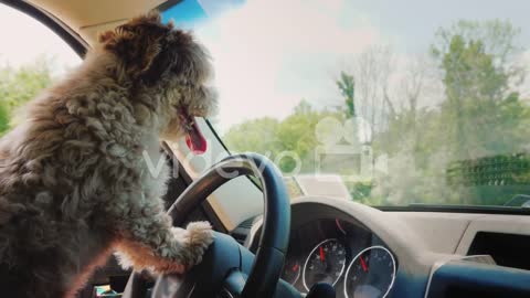 A puppy driving a car