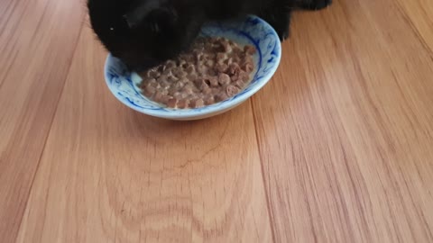 The black baby cat is eating