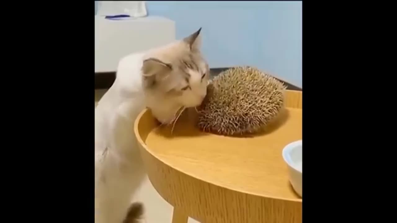 Funny cats