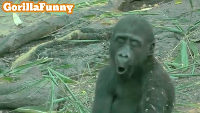 Funny Gorilla is not scary Part 3