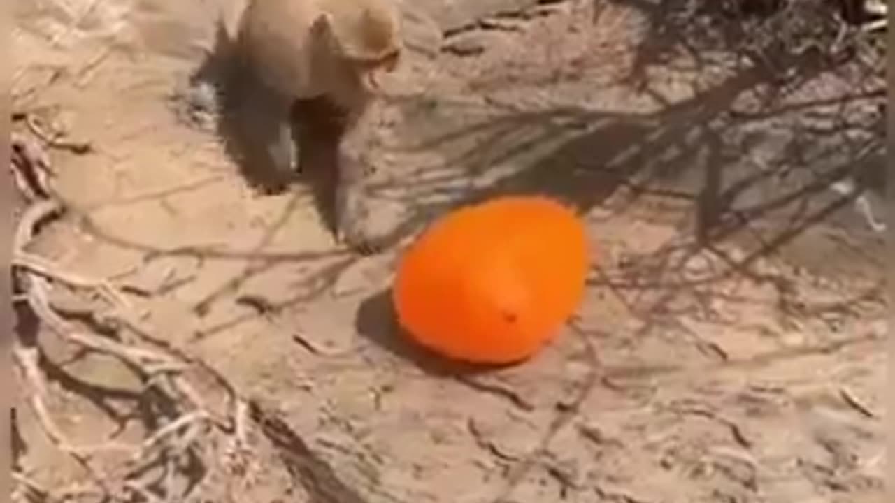 Animal funny video