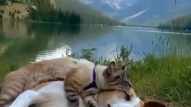 Cat hugging dog.