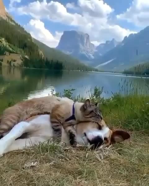 Cat hugging dog.