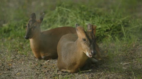 Roe deer, capreolus capreolus, doe feeding and looking at camera