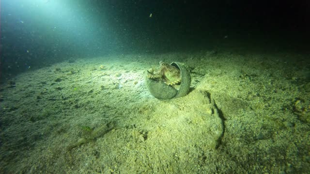 Coconut Octopus