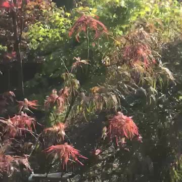 For Japanese red maple near Philadelphia call 215 651 8329