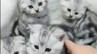 5 Cute and Adorable Cats #rumble