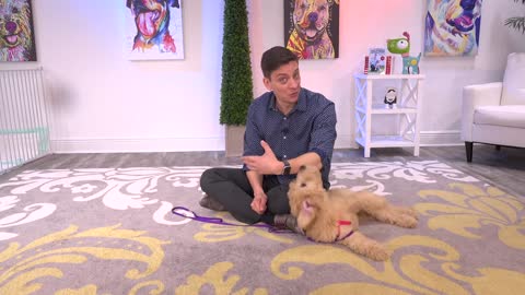 How to Teach The First 7 Things To Your Dog: Sit, Leave it, Come, Leash walking, Name