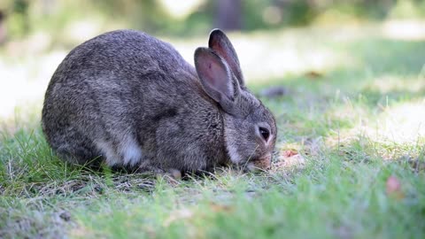 Un cute rabbit