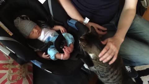 Cute seeing Cats see babies for the first time