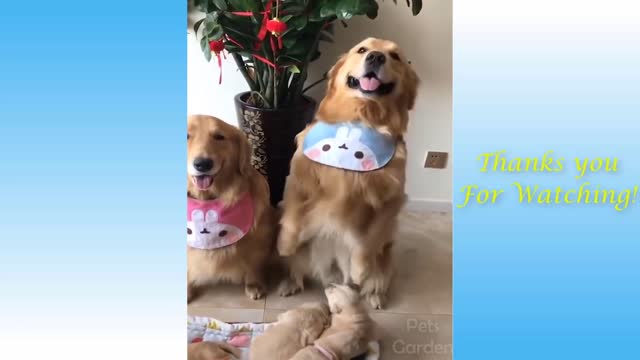 Cute Pets And Funny Animals Compilation 500