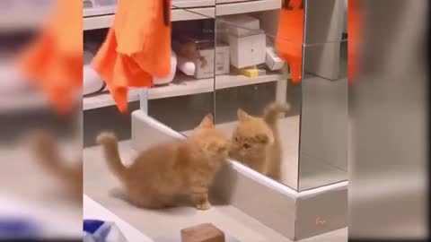 Baby cat funny video