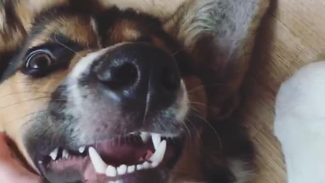 Dog laying on back really happy about being pet and scratched