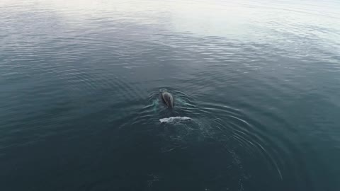 Aerial View Of A Whole Swimming In The Ocean