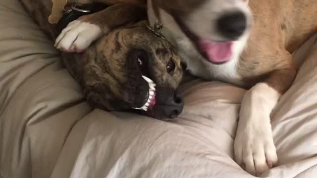 Dog thoughts: My dog doesn’t like new brother