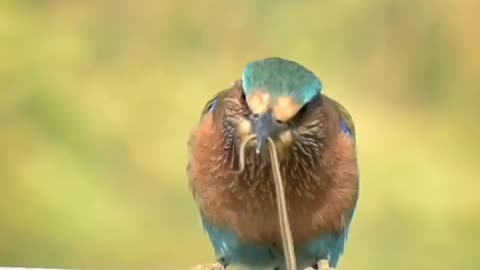 Bird catching the small snake