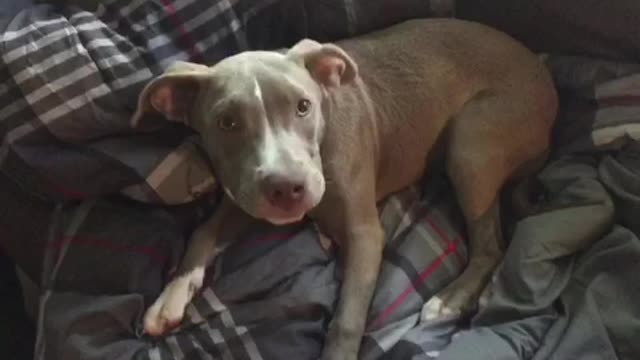 Foster dog VERY excited about hearing her name