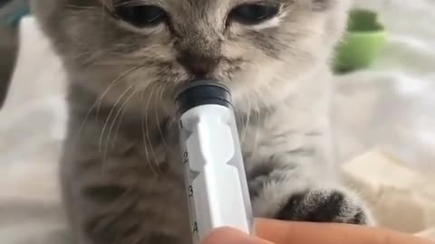 EAT CATS