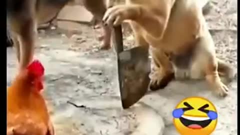 Dogs comedy