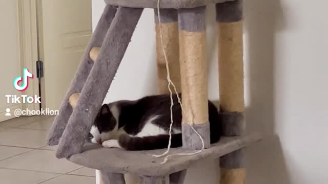Chook Lion gives cat house to friend without him knowing