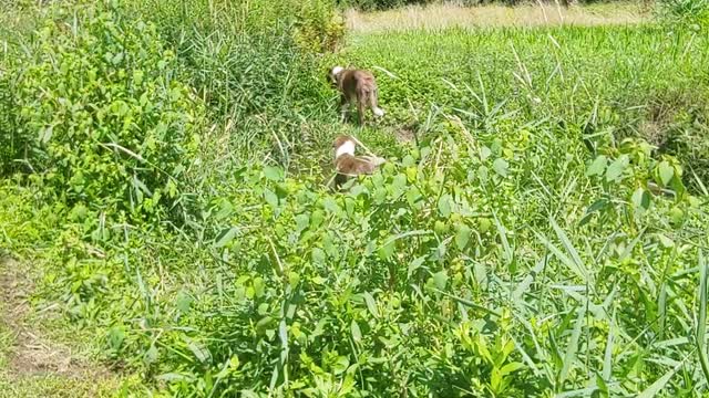 ABCA Border Collie creekers