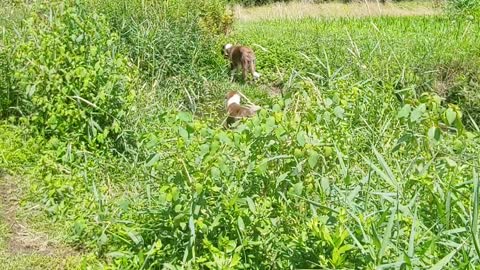 ABCA Border Collie creekers