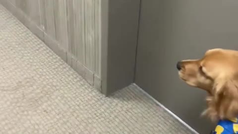 Learn How To Train Your Dog in Fun Way As They are Trained in Dog Training Academy