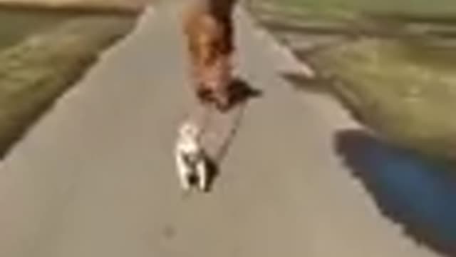 Funny Goat cat dog animals videos_