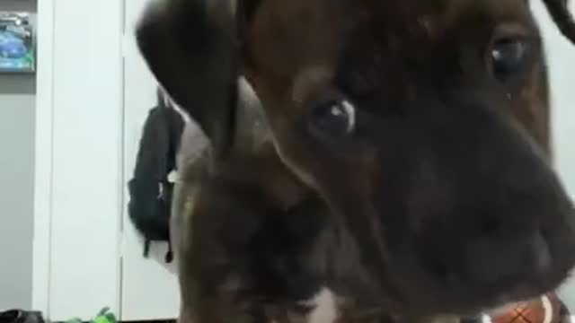 #5 Best Dog Reactions Videos - Funny Dog Videos 2021 - Funniest Dog Reactions Compilation of 2021