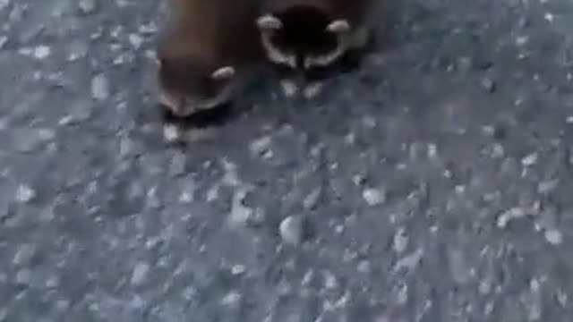 Cute baby raccoons