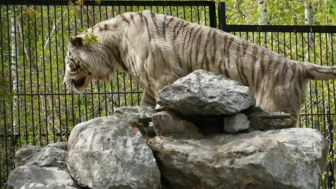 White tiger