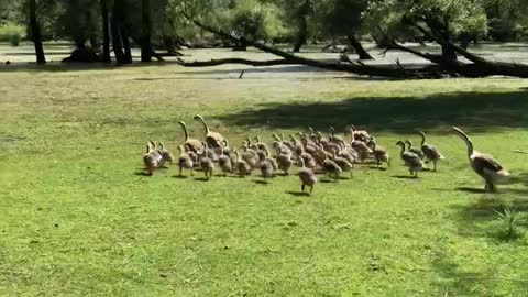 Day With Nature | Swan 🦢 And 🐥