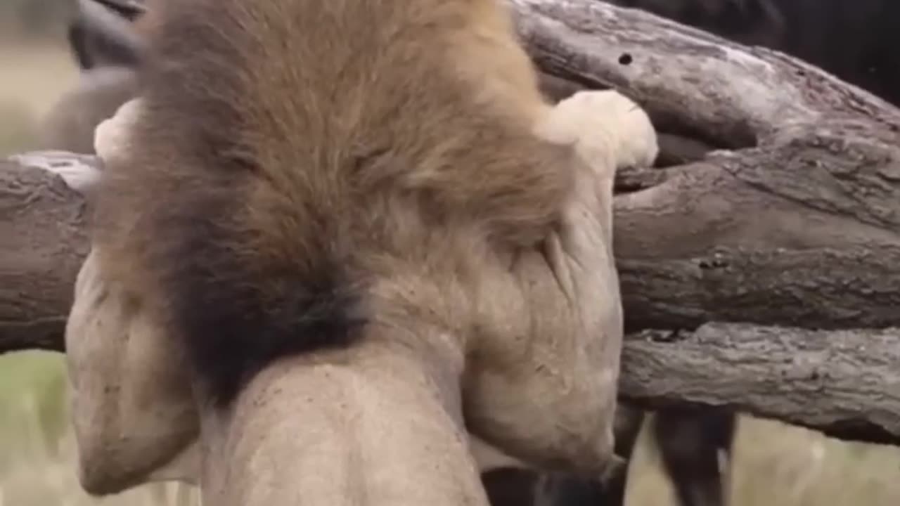 A LION Defends itself Against a Herd of Buffalo