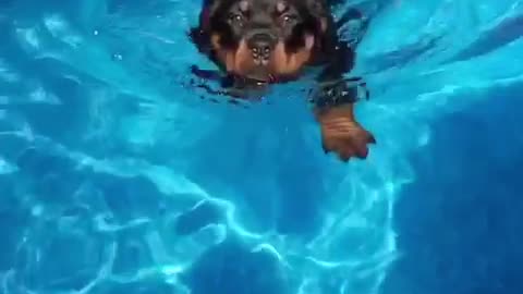 Black dog slow motion swimming towards camera