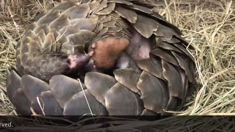 Baby pangolin birth