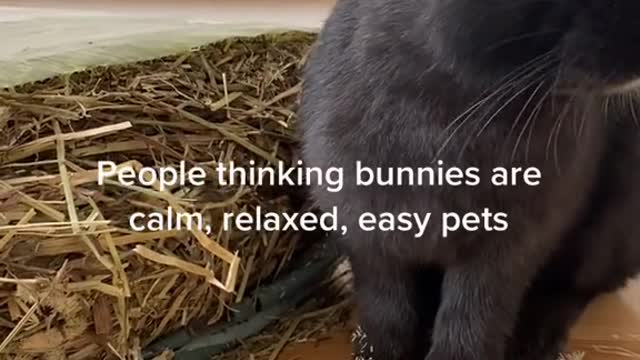 cute_animals #cute_animal_videos #cute_baby_animals #cute_pets #cute_videos #funny_animals