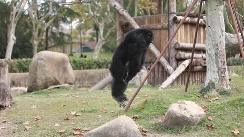orangutans