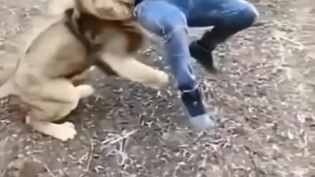 Lion Attack Man funy video