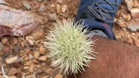 Cactus 🤯😱