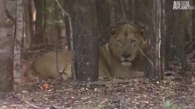 Lion vs buffalo wild life