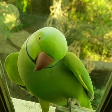 It has an interesting color