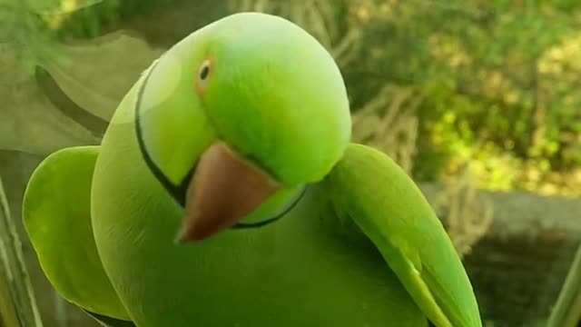 It has an interesting color