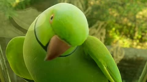 It has an interesting color
