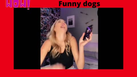 Funny dogs