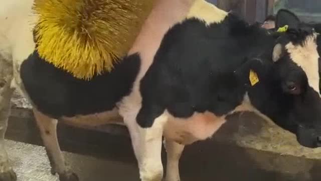 Cow beauty salon
