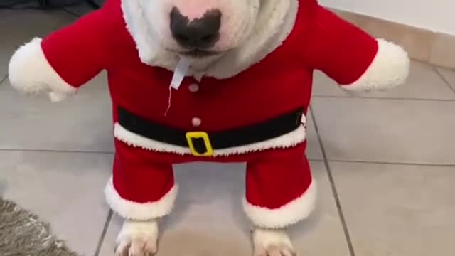 dog#walter#dogsoftiktok#santajclaus