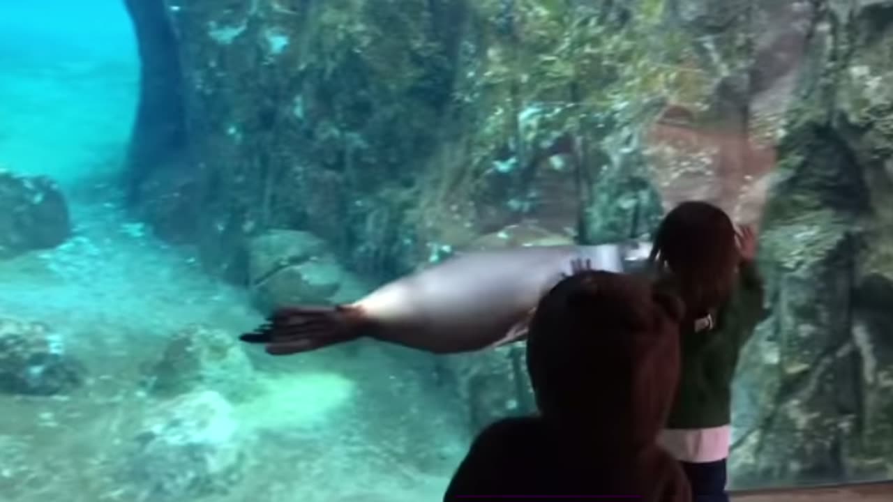 Funny Kids at the Aquarium | Girl SPOOKED By A Beluga Whale!