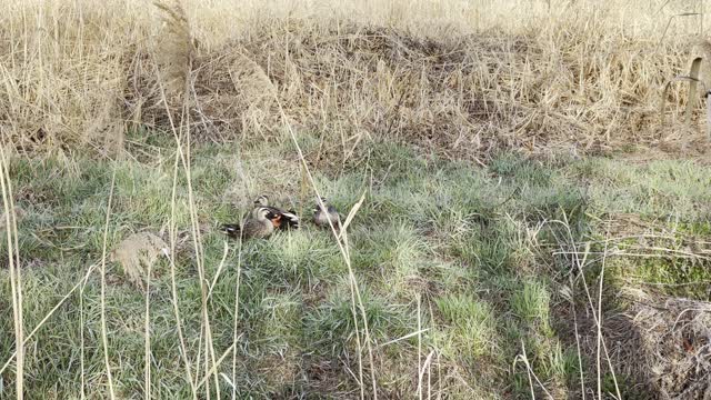 three mallard ducks