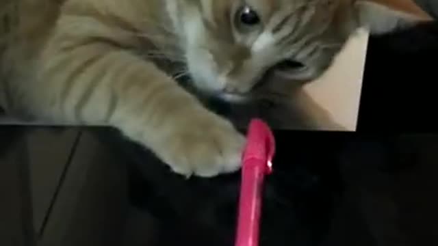 3.Very funny cat #shorts